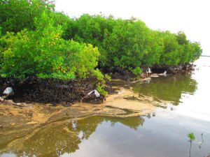 Oil-spill-mangroves