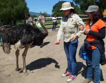A visit at the Ostrich Farm